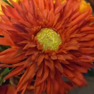 Meet your Posher, Liz